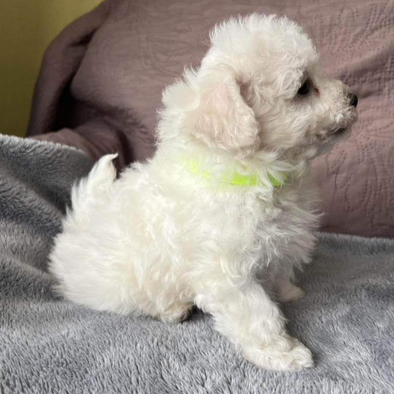 販売中の茨城県のビションフリーゼ-445833の5枚目