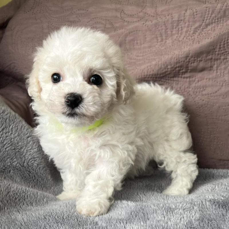 販売中の茨城県のビションフリーゼ-445833の4枚目