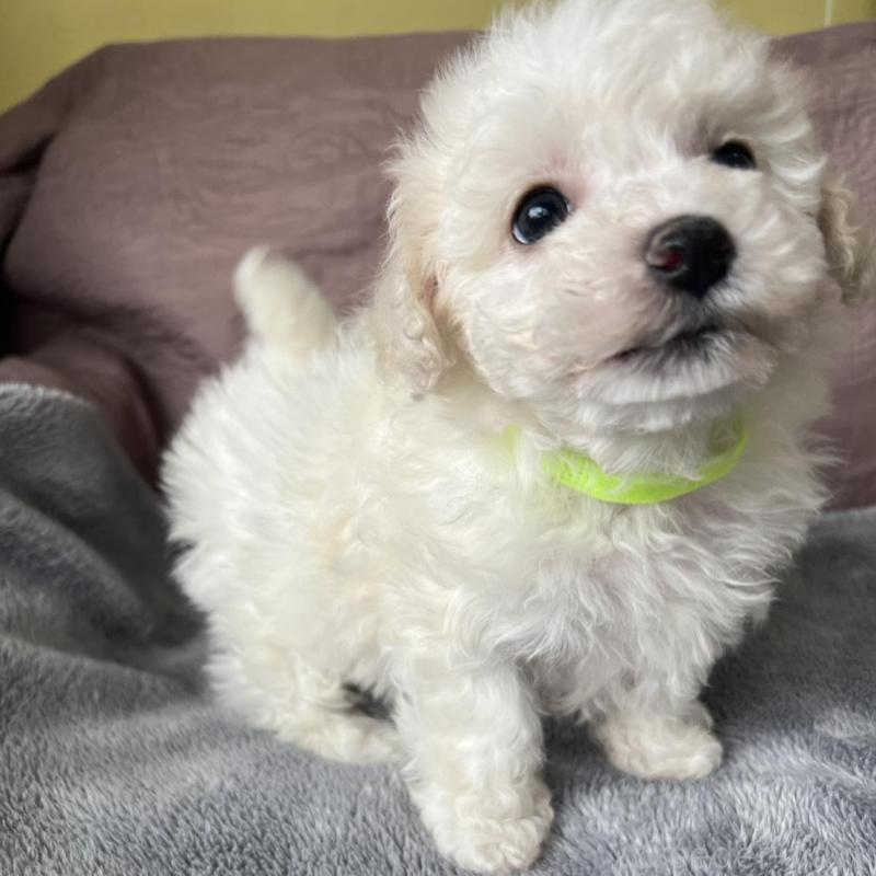 販売中の茨城県のビションフリーゼ-445833の3枚目