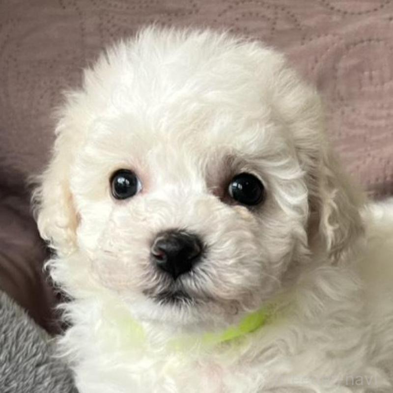 販売中の茨城県のビションフリーゼ-445833