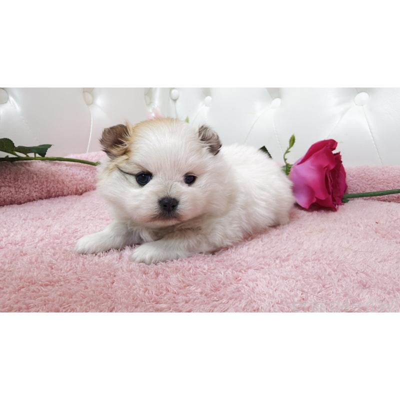 販売中の埼玉県のポメラニアン-445834の8枚目