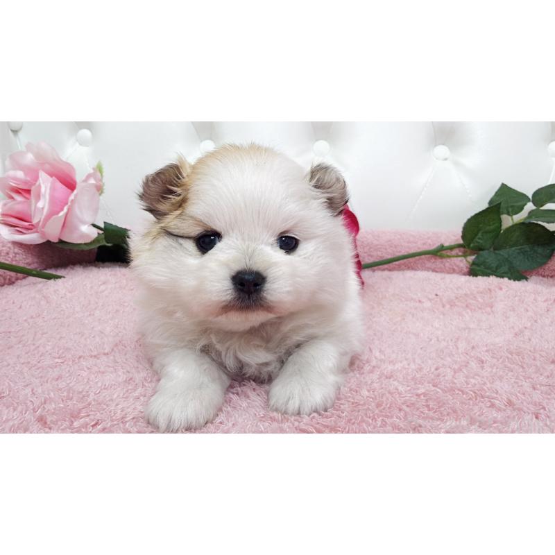 販売中の埼玉県のポメラニアン-445834の7枚目