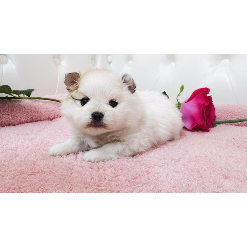 販売中の埼玉県のポメラニアン-445834の6枚目