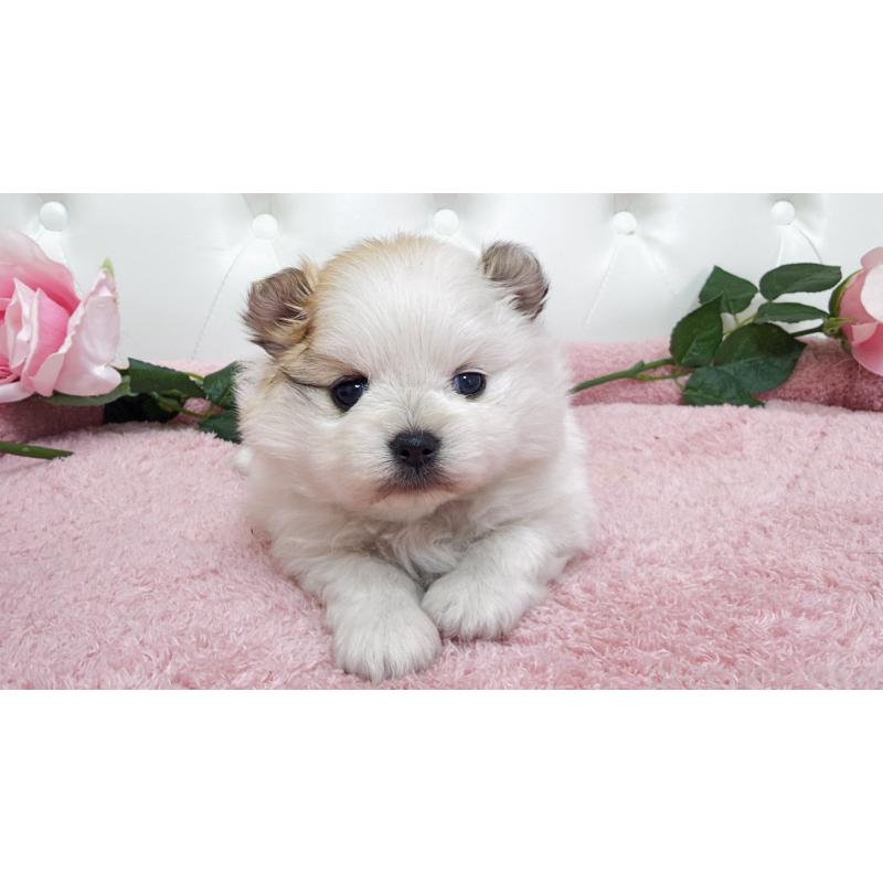 販売中の埼玉県のポメラニアン-445834の5枚目