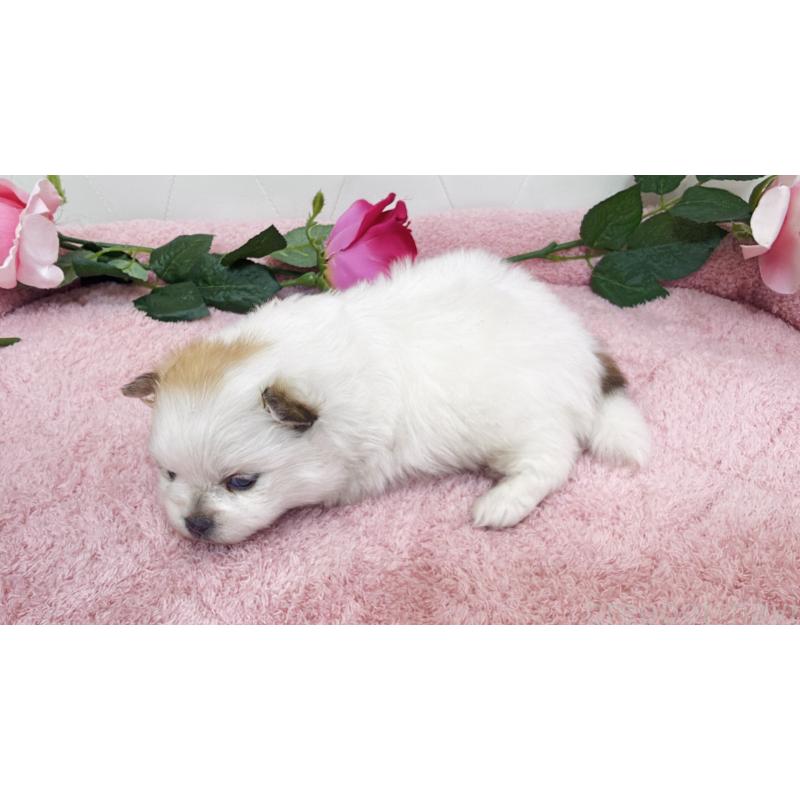 販売中の埼玉県のポメラニアン-445834の4枚目