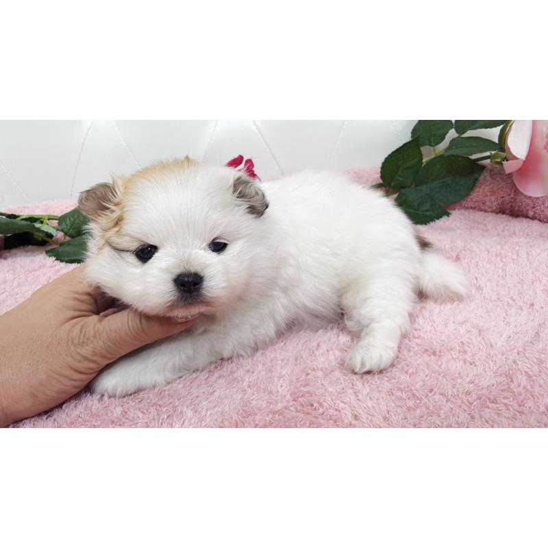 販売中の埼玉県のポメラニアン-445834の3枚目