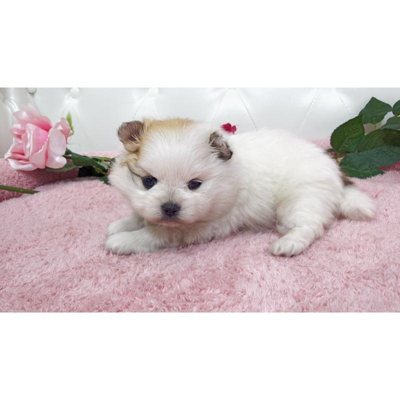 販売中の埼玉県のポメラニアン-445834の2枚目