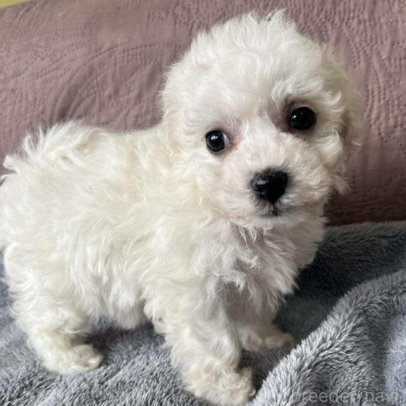 販売中の茨城県のビションフリーゼ-445835の5枚目