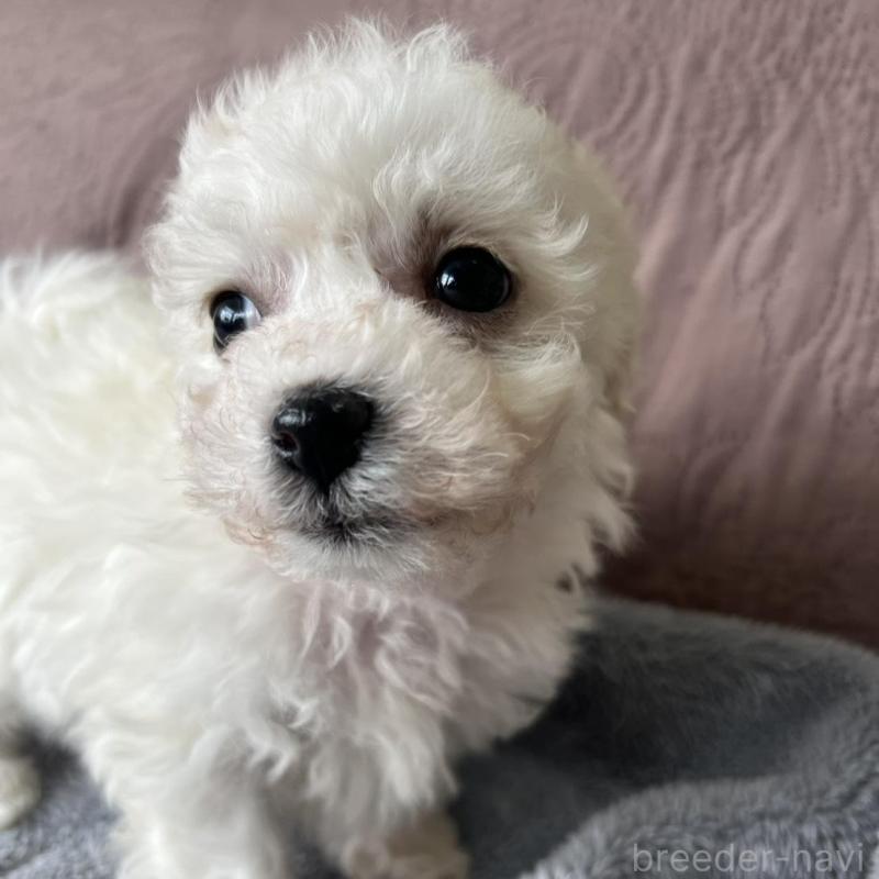 販売中の茨城県のビションフリーゼ-445835の4枚目