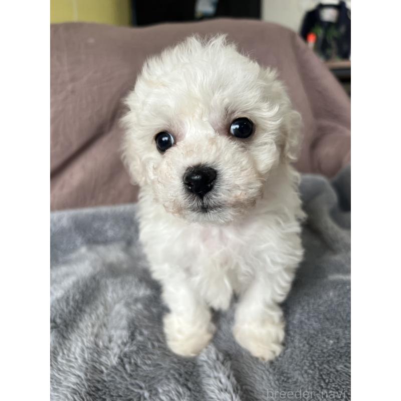 販売中の茨城県のビションフリーゼ-445835の2枚目