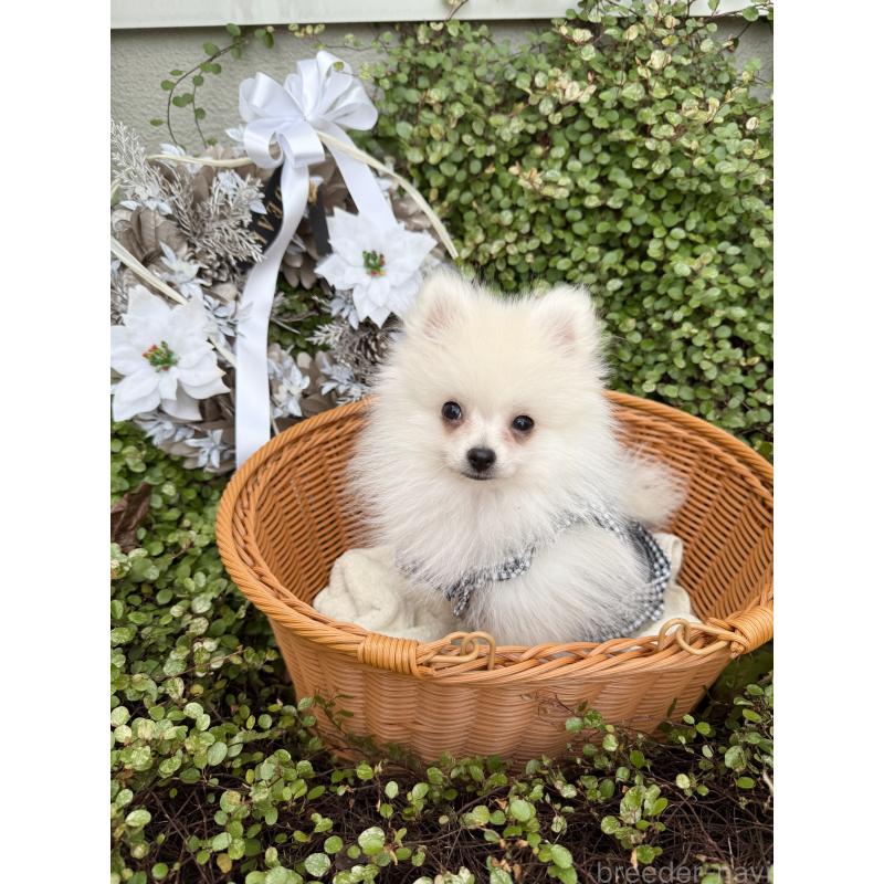 販売中の兵庫県のポメラニアン-414753