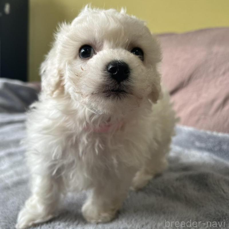 販売中の茨城県のビションフリーゼ-445839の5枚目