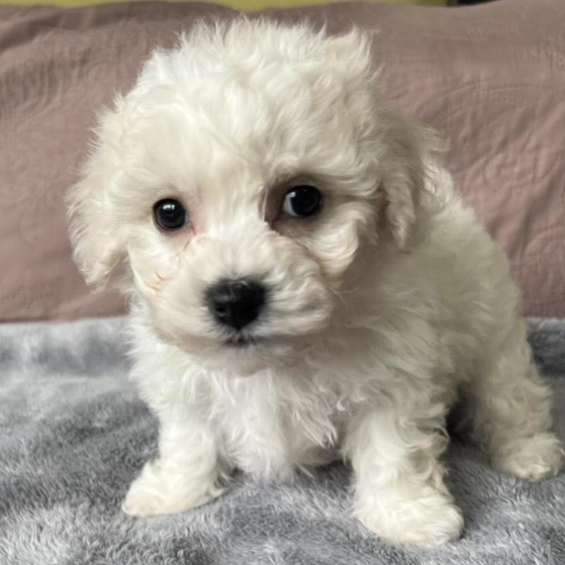 販売中の茨城県のビションフリーゼ-445839の4枚目