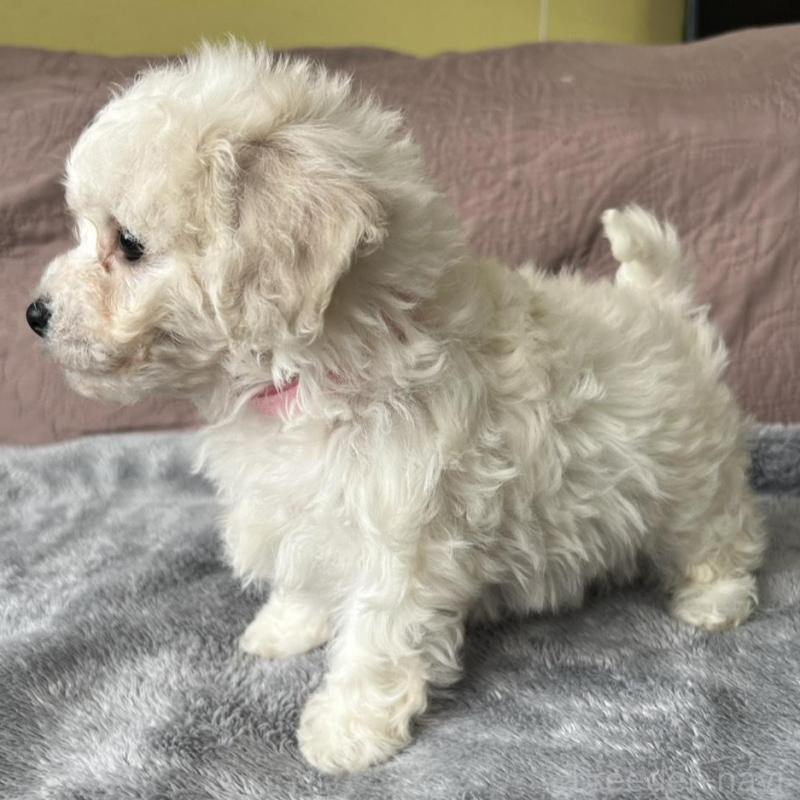 販売中の茨城県のビションフリーゼ-445839の3枚目