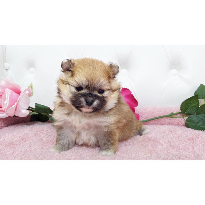 販売中の埼玉県のポメラニアン-445838