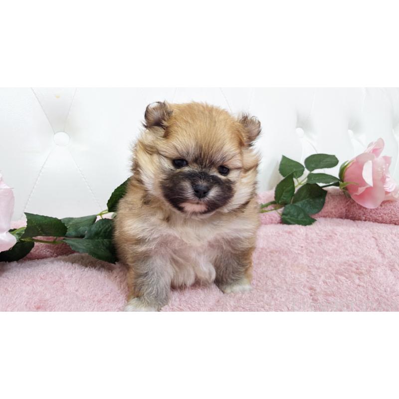 販売中の埼玉県のポメラニアン-445838の8枚目