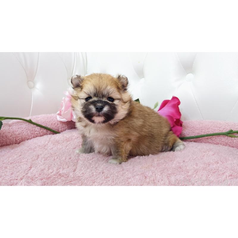 販売中の埼玉県のポメラニアン-445838の6枚目