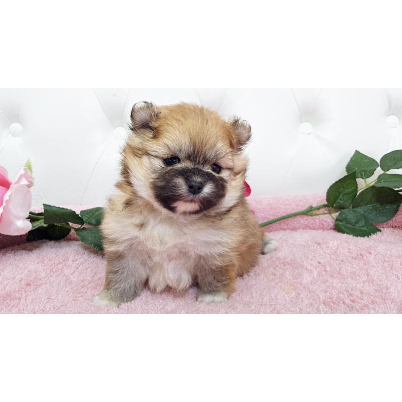 販売中の埼玉県のポメラニアン-445838の5枚目