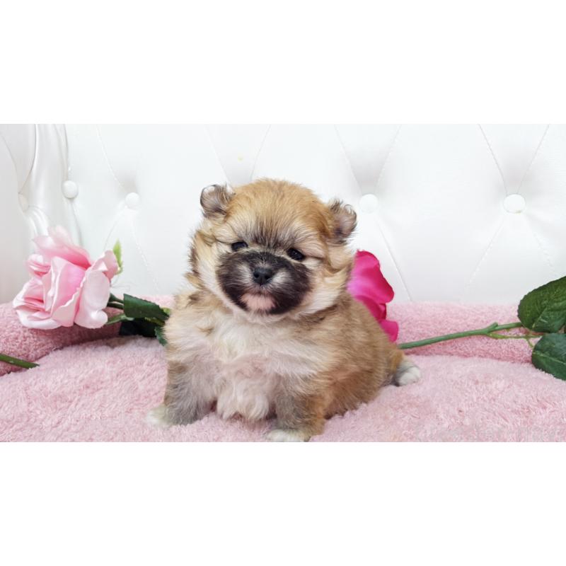 販売中の埼玉県のポメラニアン-445838の4枚目