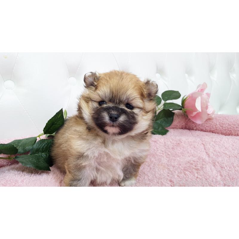 販売中の埼玉県のポメラニアン-445838の3枚目