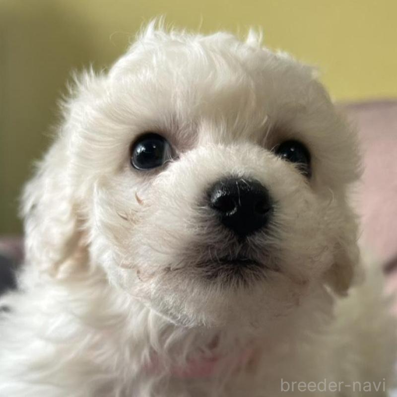 販売中の茨城県のビションフリーゼ-445839の2枚目