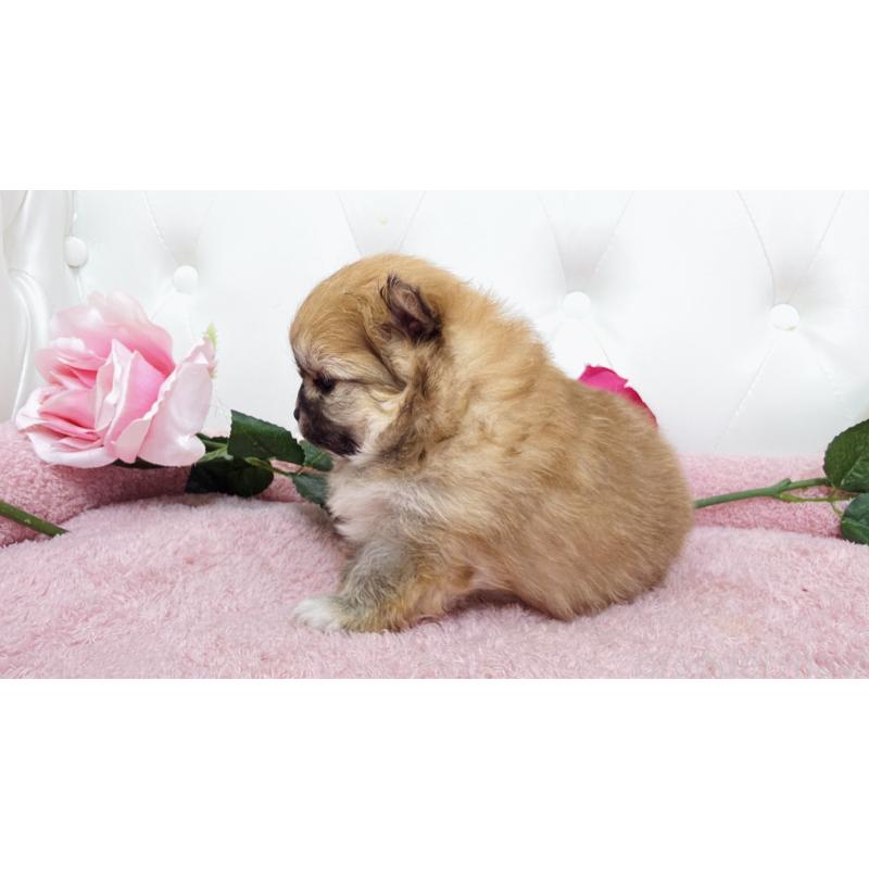 販売中の埼玉県のポメラニアン-445838の2枚目