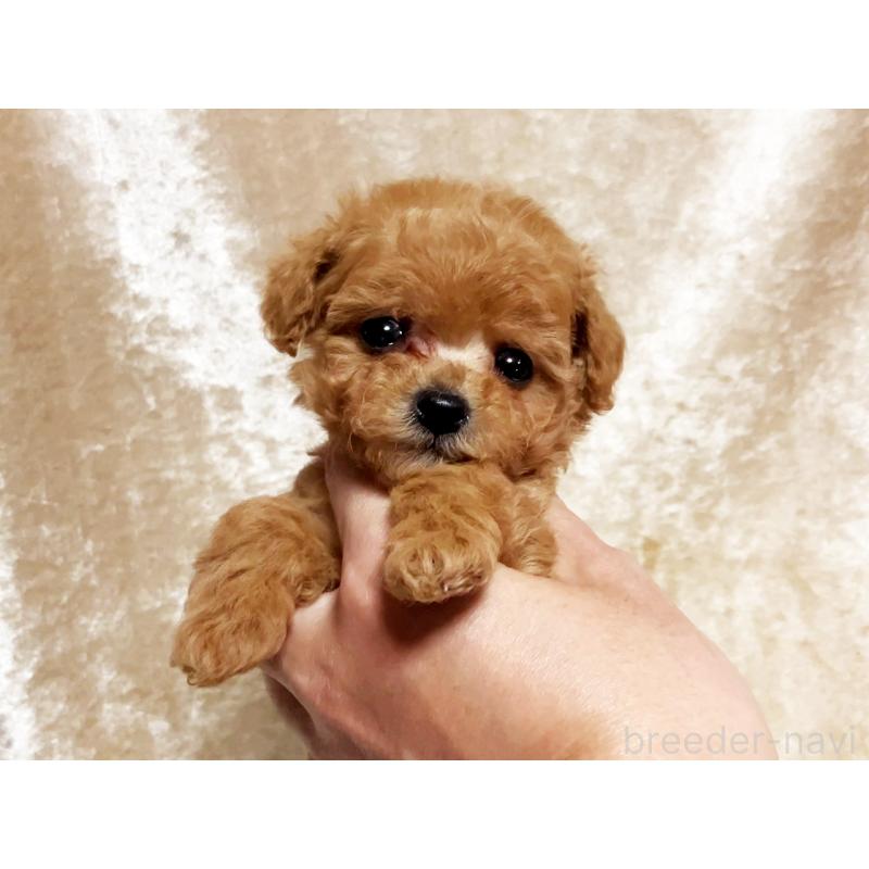 商談中の宮城県のティーカッププードル-445842