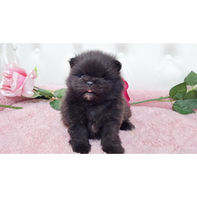 販売中の埼玉県のポメラニアン-445840の1枚目