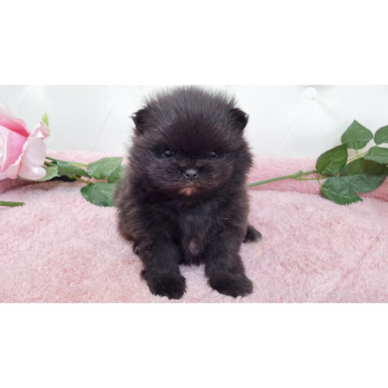 販売中の埼玉県のポメラニアン-445840の11枚目