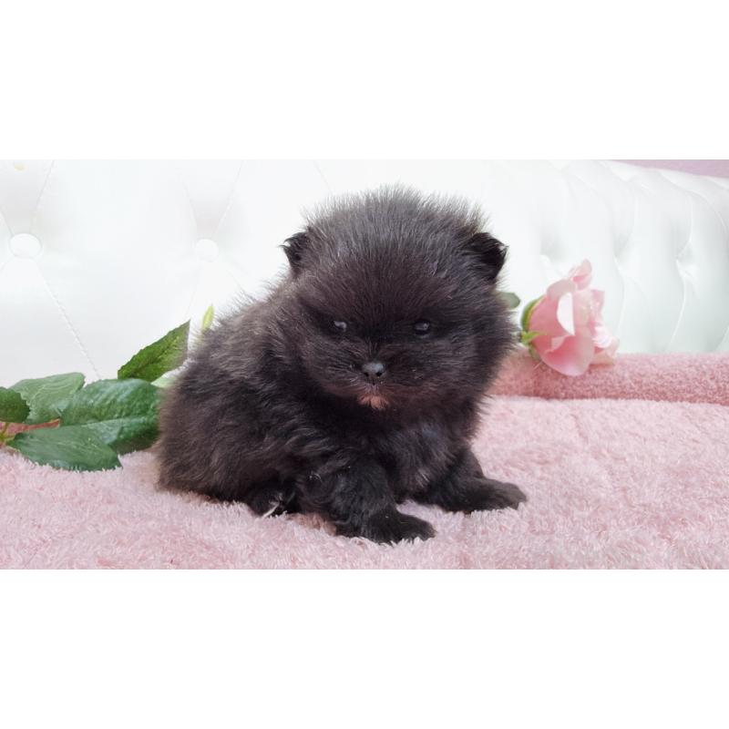 販売中の埼玉県のポメラニアン-445840の9枚目