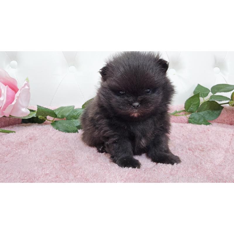 販売中の埼玉県のポメラニアン-445840の8枚目