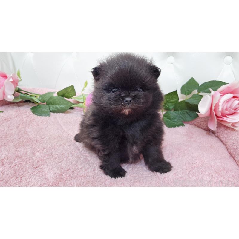 販売中の埼玉県のポメラニアン-445840の5枚目