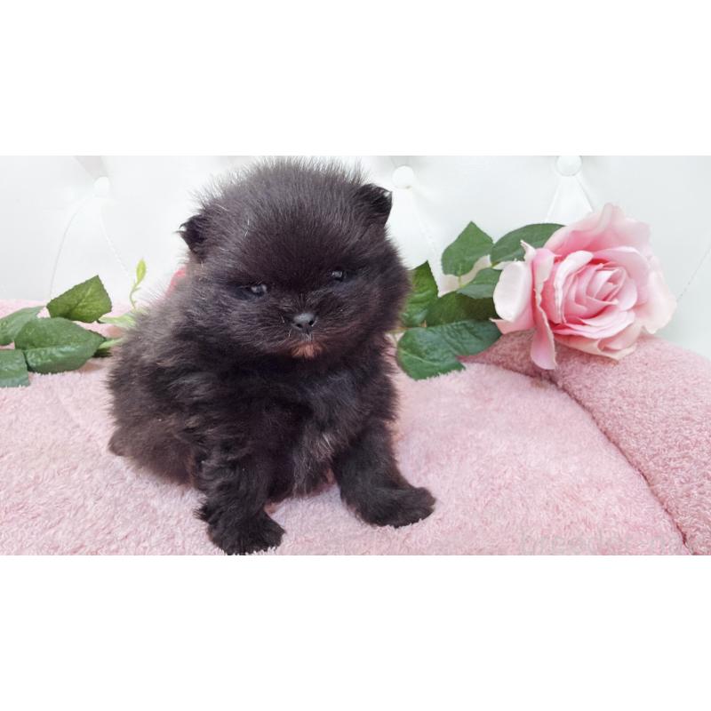 販売中の埼玉県のポメラニアン-445840の4枚目