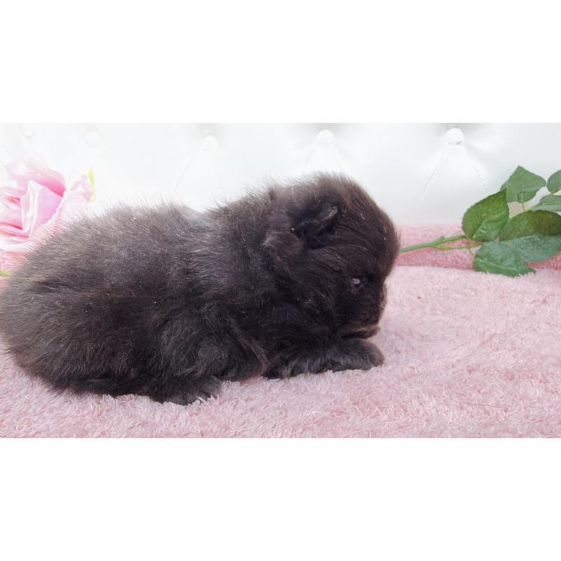 販売中の埼玉県のポメラニアン-445840の3枚目