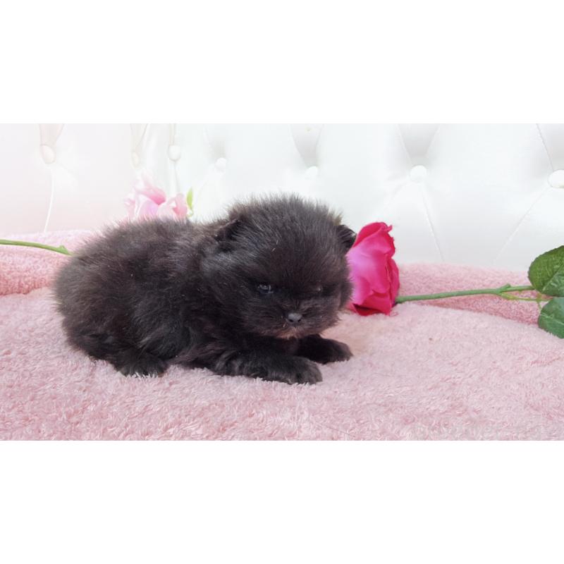 販売中の埼玉県のポメラニアン-445840の2枚目