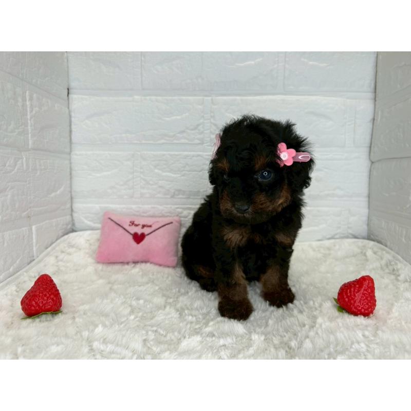 販売中の茨城県のトイプードル-445856の15枚目