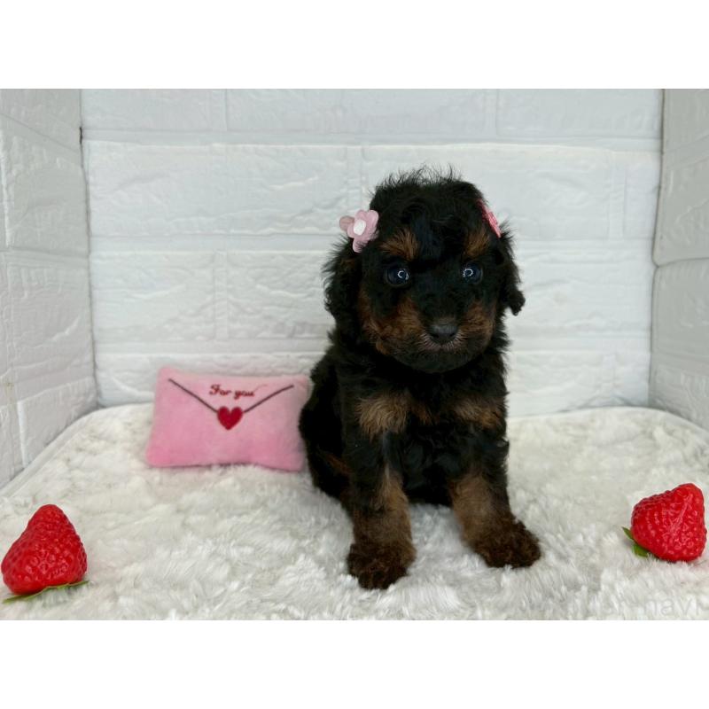 販売中の茨城県のトイプードル-445856の13枚目