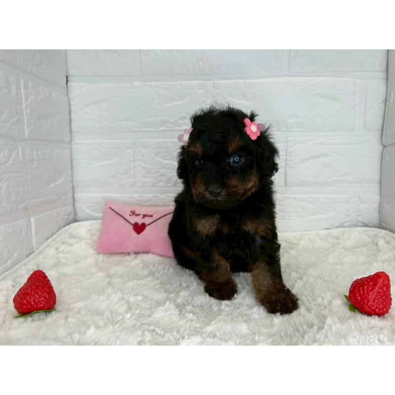 販売中の茨城県のトイプードル-445856の12枚目