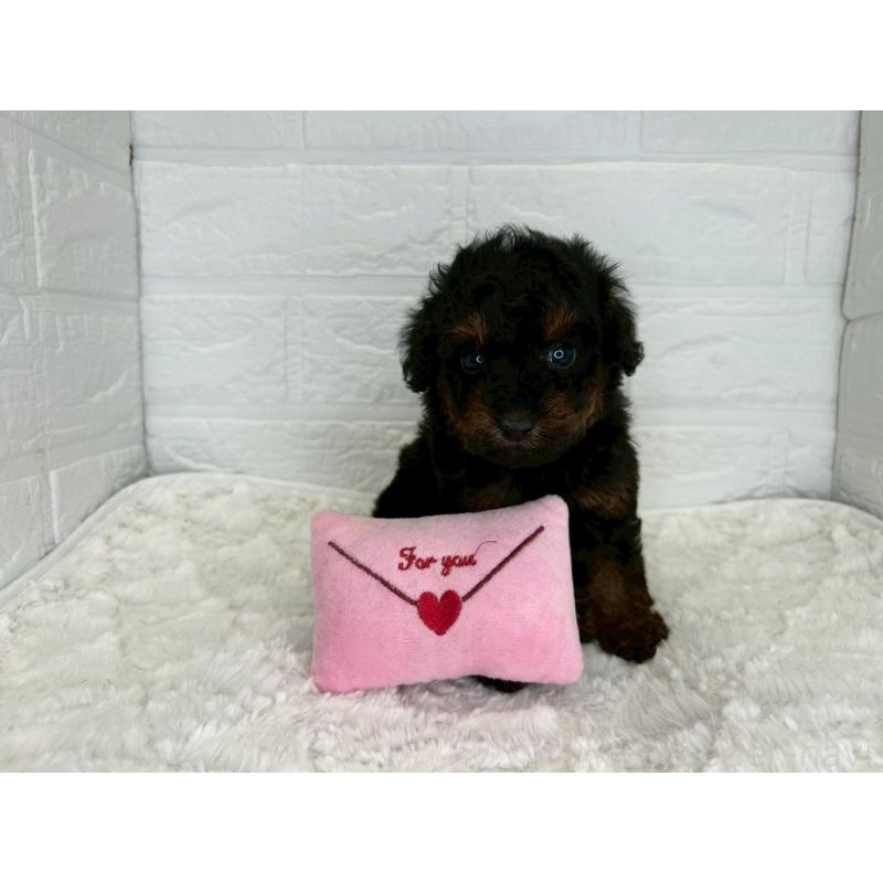 販売中の茨城県のトイプードル-445856の11枚目