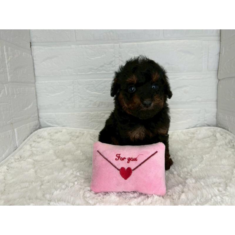 販売中の茨城県のトイプードル-445856の9枚目