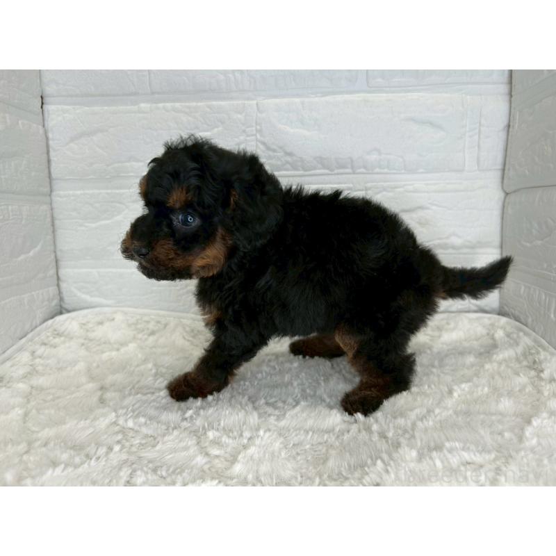 販売中の茨城県のトイプードル-445856の8枚目