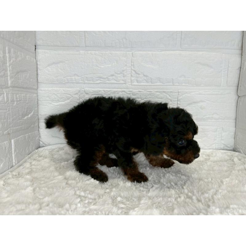 販売中の茨城県のトイプードル-445856の5枚目