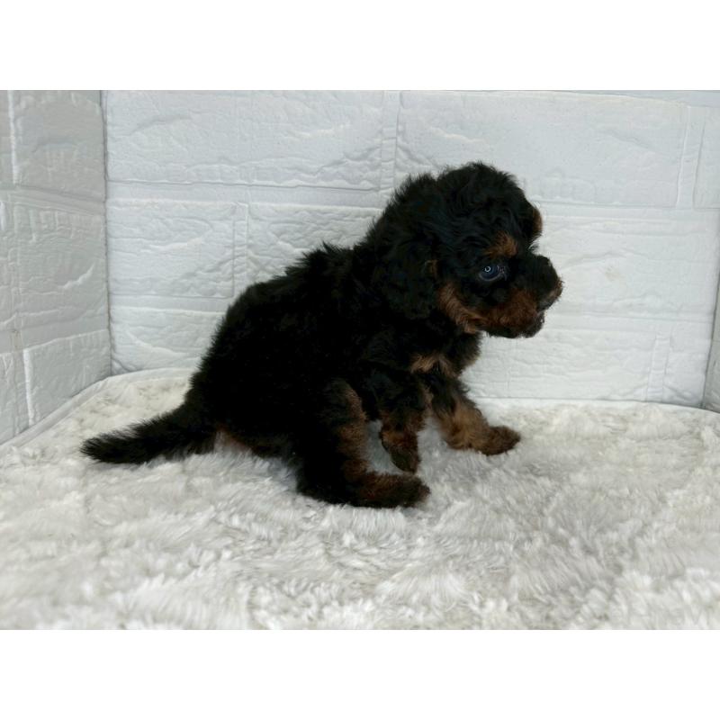 販売中の茨城県のトイプードル-445856の4枚目