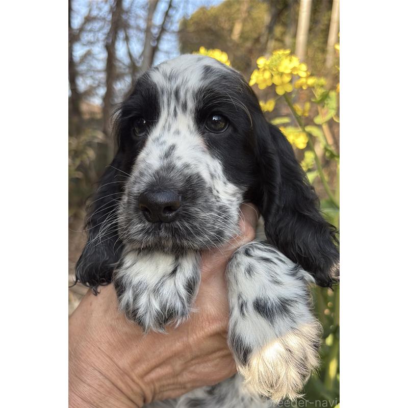 成約済の佐賀県のイングリッシュコッカースパニエル-439521の2枚目