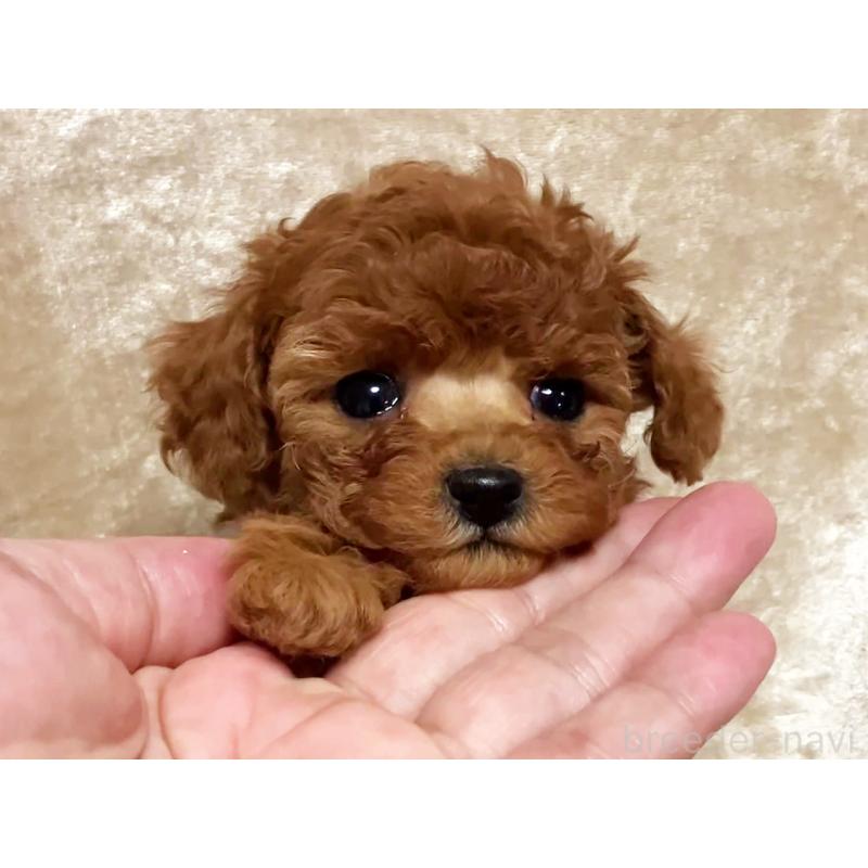 販売中の宮城県のティーカッププードル-445843の1枚目