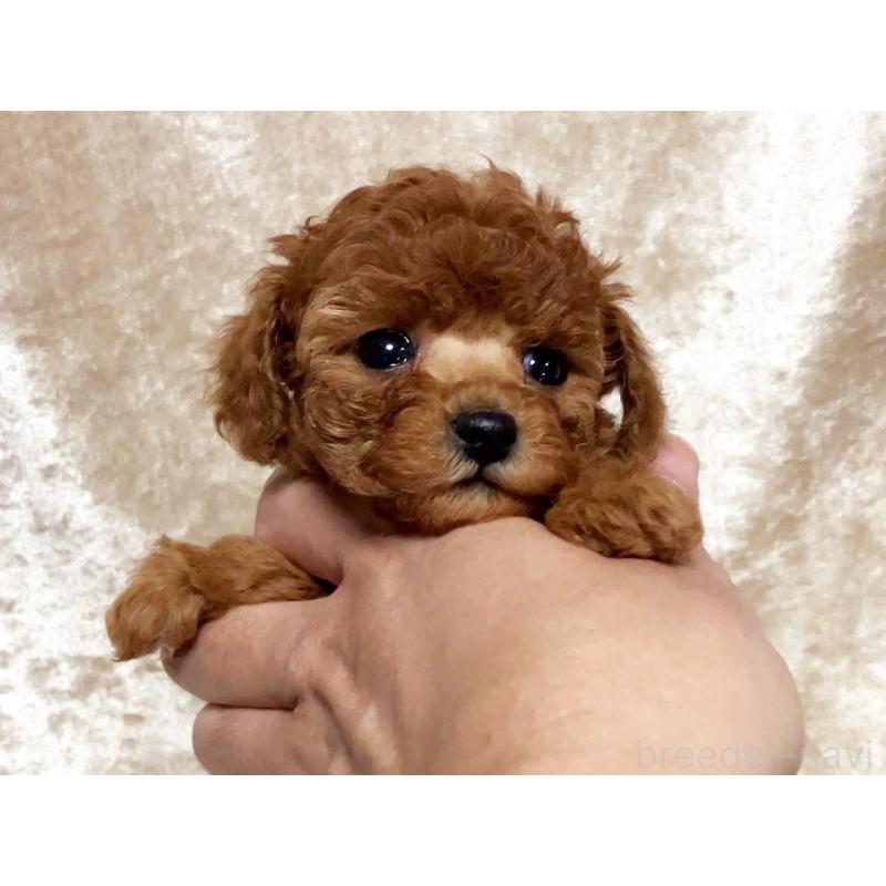 販売中の宮城県のティーカッププードル-445843の3枚目