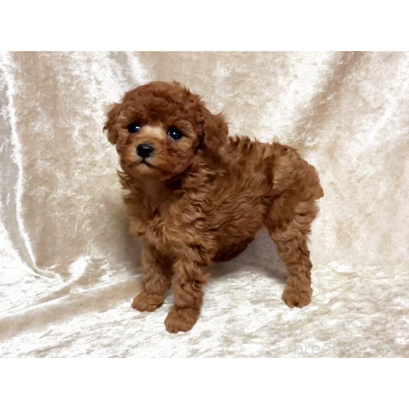 販売中の宮城県のティーカッププードル-445843の2枚目