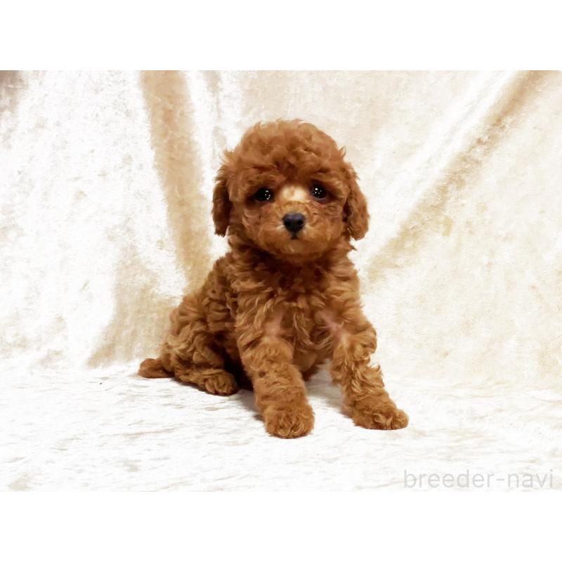 販売中の宮城県のタイニープードル-445847の2枚目