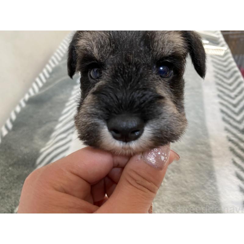 販売中の岡山県のミニチュアシュナウザー-445709の1枚目