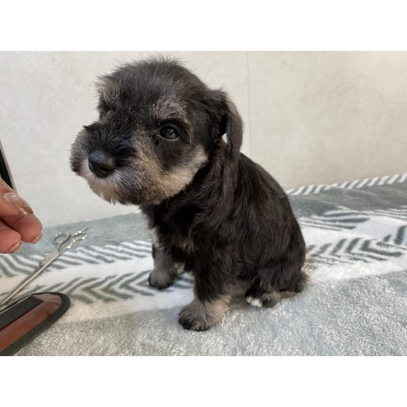 販売中の岡山県のミニチュアシュナウザー-445709の2枚目